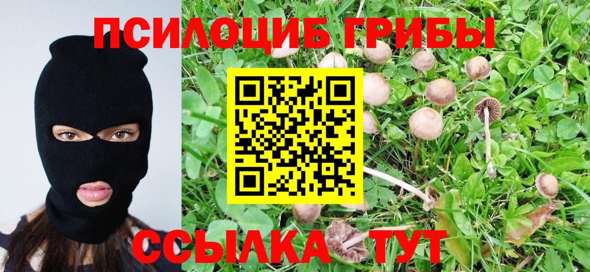 Россия  Псилоцибиновые грибы Psilocybe  Вход с VPN 